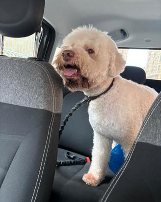 Lagotto accoppiamento