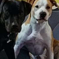 Amstaff femmina