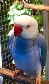 parrocchetto dal collare cleartail