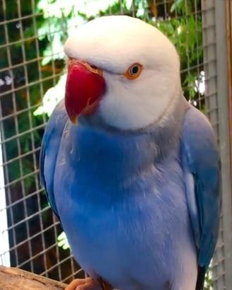 parrocchetto dal collare cleartail