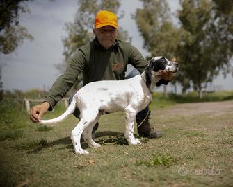 Setter inglese cucciolo- natan