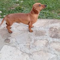 Bassotto tedesco nano