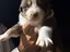 Immagine 1