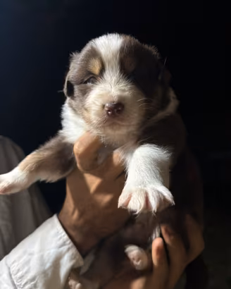 Cucciolo pastore australiano