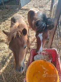 Pony