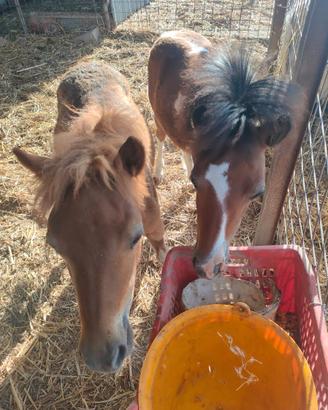 Pony