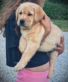 Cuccioli di Labrador - Linea Americana HDA ED0