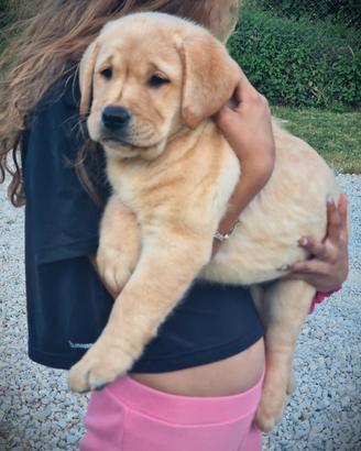 Cuccioli di Labrador - Linea Americana HDA ED0