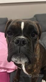 Boxer
