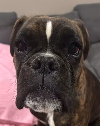 Boxer