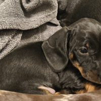 Cuccioli bassotto con Pedigree Enci