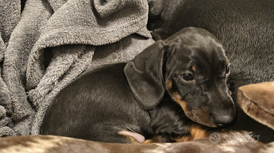 Cuccioli bassotto con Pedigree Enci