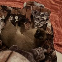 Siamese per accoppiamento