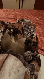 Siamese per accoppiamento