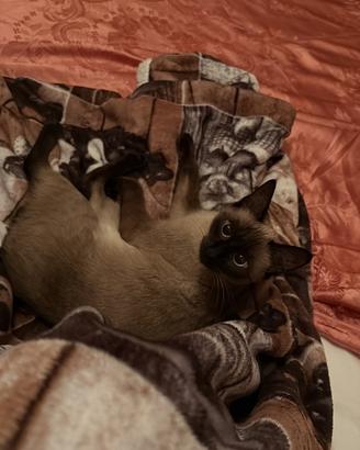 Siamese per accoppiamento