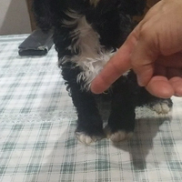 Cuccioli di cavapoo incrocio cavalier barboncino