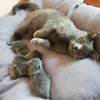 Gattini certosini