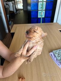 Cuccioli barboncino