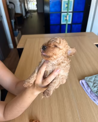 Cuccioli barboncino