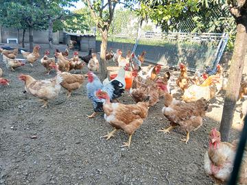 Galline nostrane