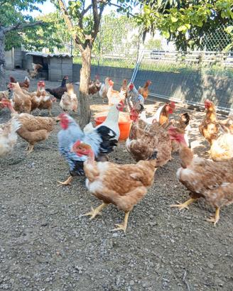 Galline nostrane