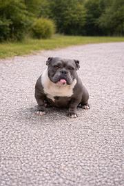 Exotic bully micro femmina 11 mesi