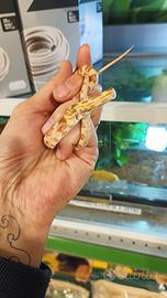 Elaphe Guttata - Serpente del grano