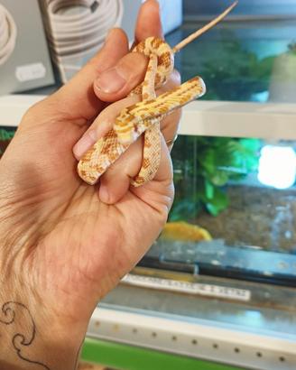 Elaphe Guttata - Serpente del grano