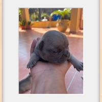 Bulldog francese lilac