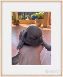 Bulldog francese lilac
