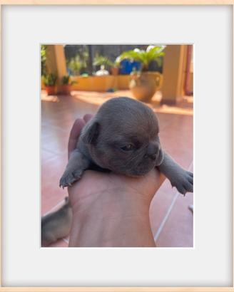Bulldog francese lilac