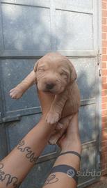 Cuccioli di labrador