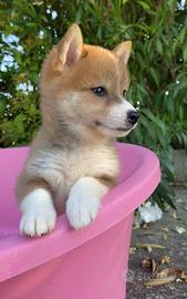 Shiba Inu- pronta consegna
