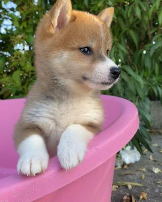 Shiba Inu- pronta consegna