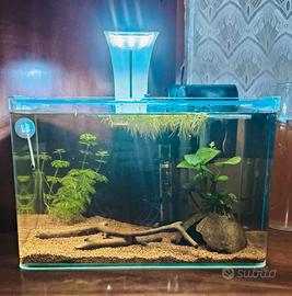 Acquario per betta.