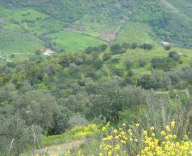 Terreno destinazione agricola