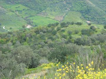 Terreno destinazione agricola