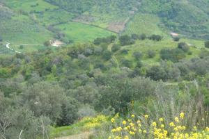 Terreno destinazione agricola