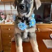 Cucciolo taglia media