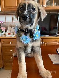 Cucciolo taglia media