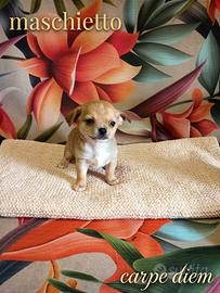 Chihuahua Toy mini small
