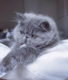 Cuccioli di Gatto Persiano