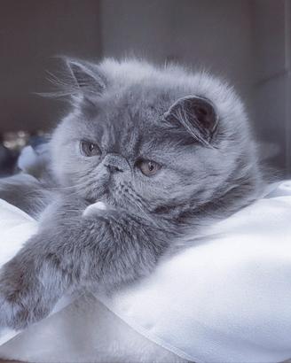 Cuccioli di Gatto Persiano