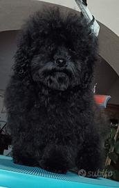 Barboncino Minitoy Nero