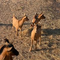 Vendita caprette somalo tibetane