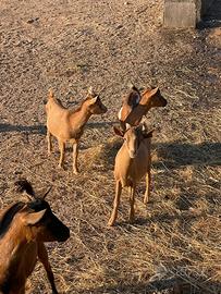 Vendita caprette somalo tibetane