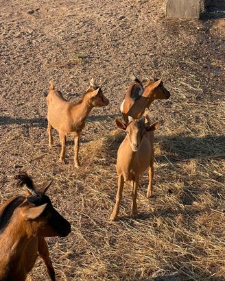 Vendita caprette somalo tibetane
