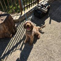 Lagotto romagnolo fattrice