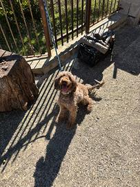 Lagotto romagnolo fattrice