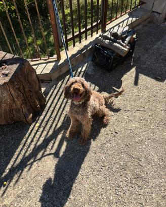 Lagotto romagnolo fattrice
